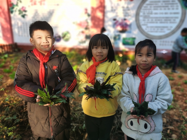 學(xué)生在采摘自己種植的染料植物(學(xué)校供圖).jpg 學(xué)生在采摘自己種植的染料植物(學(xué)校供圖).jpg