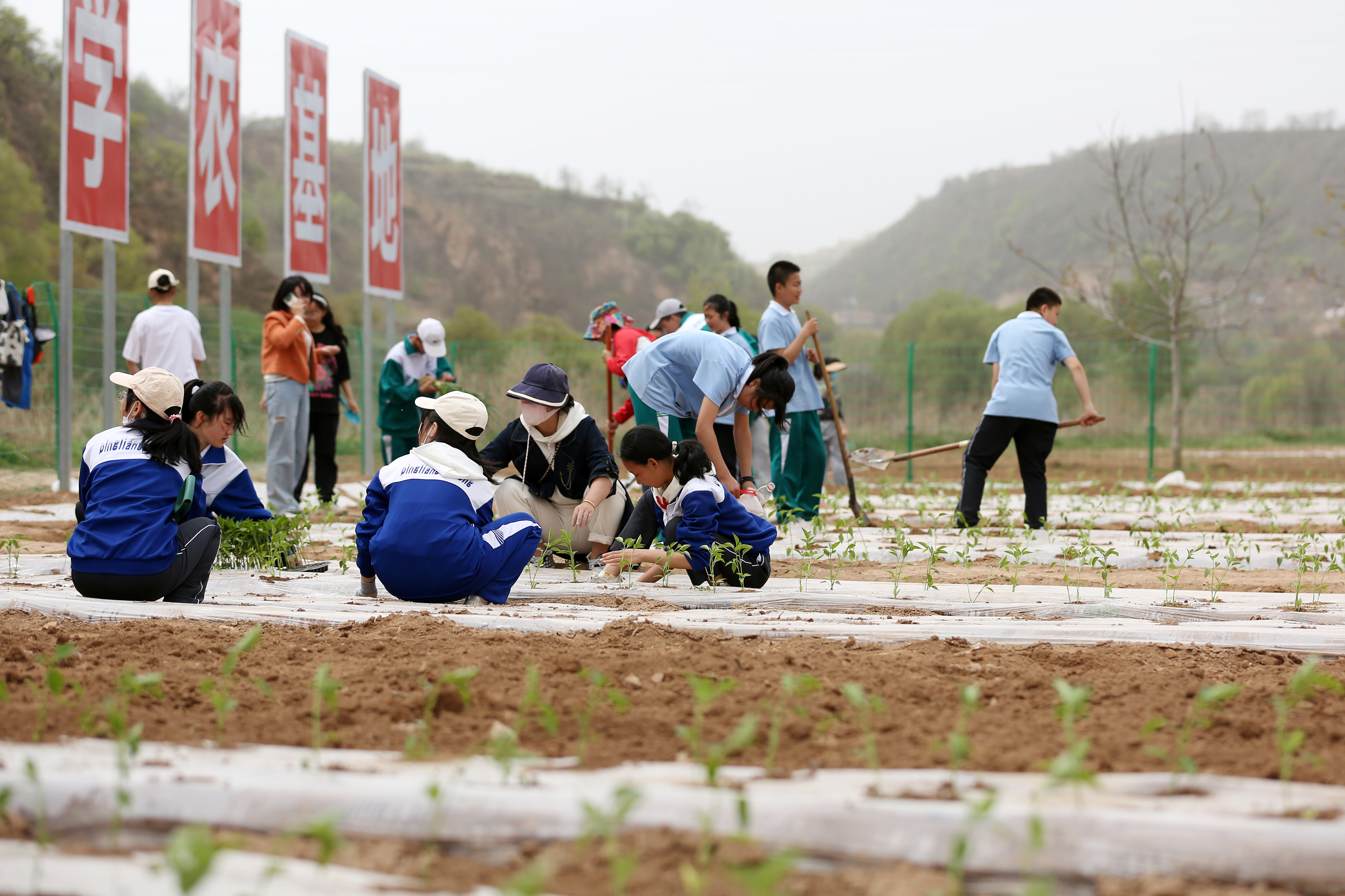 04——4月27日，在甘肅省平?jīng)鍪械谒闹袑W行知園學農(nóng)基地里，學生們在種植辣椒苗。.JPG