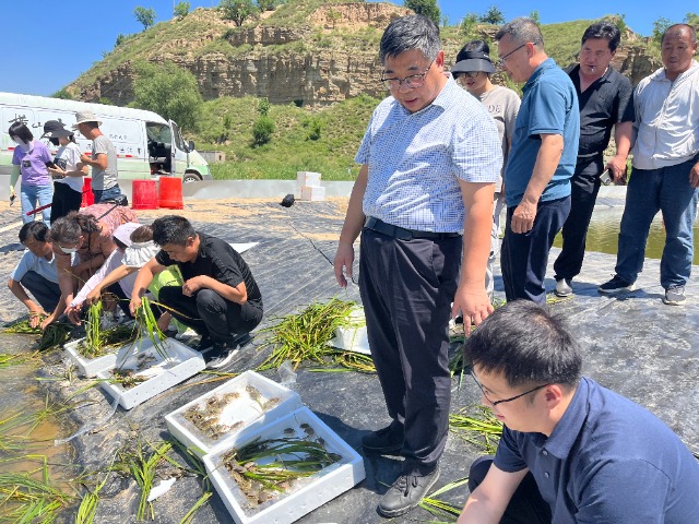 寧波大學將青蟹養(yǎng)殖技術送到陜西省榆林市 學校供圖.jpg