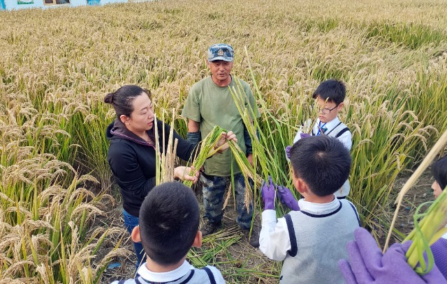 秋收時(shí)節(jié)，學(xué)生在老師指導(dǎo)下將水稻打捆   攝影  高望.jpg