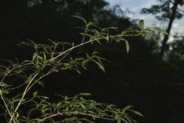 紫珠屬(Callicarpa)植物1.png 紫珠屬(Callicarpa)植物1.png